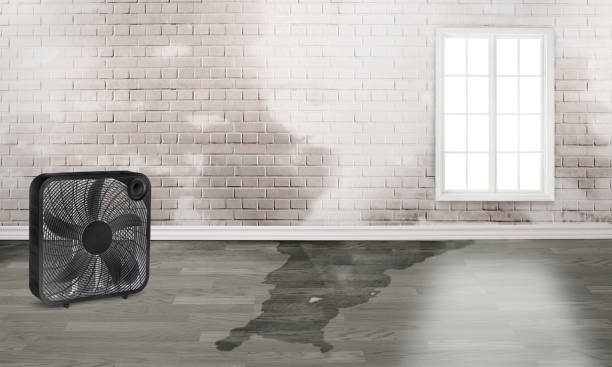 Best Fire Damage Restoration  in Tacoma, WA